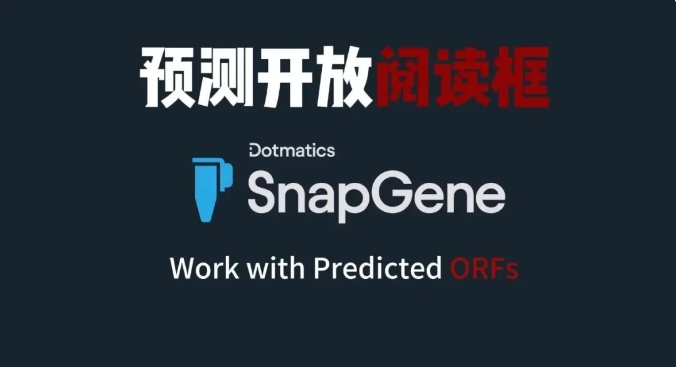 SnapGene 预测开放阅读框ORFs