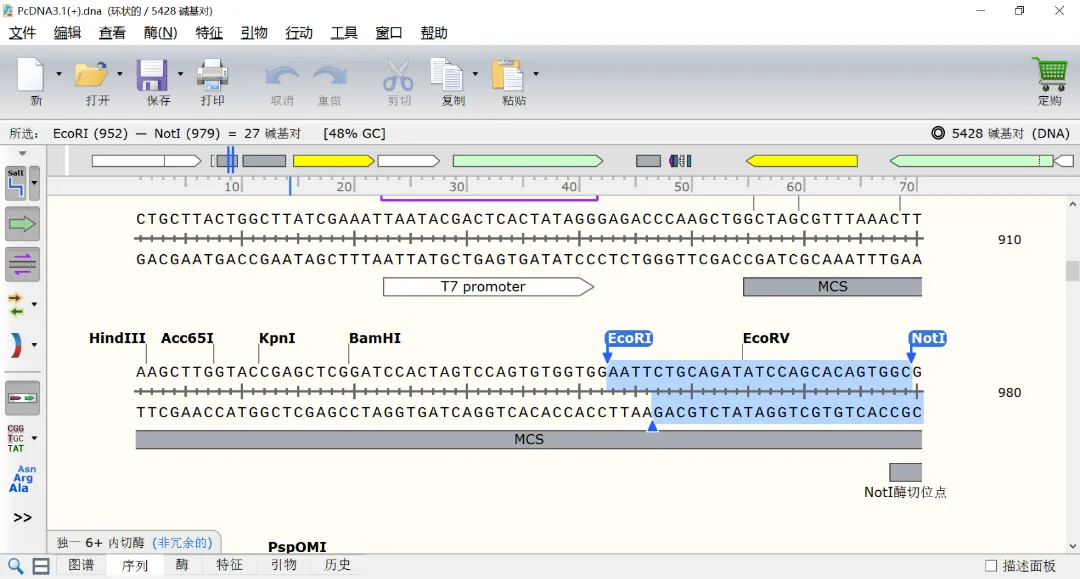 图2-2-2 PcDNA3.1(+)质粒序列.jpg
